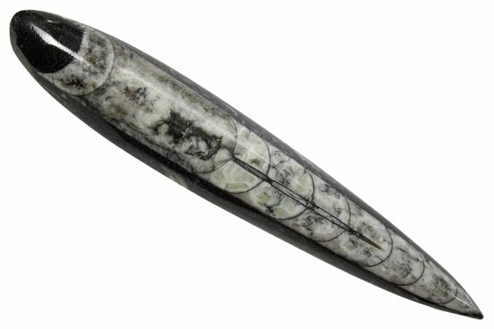 Polished Fossil Orthoceras (Cephalopod) - Morocco #363841